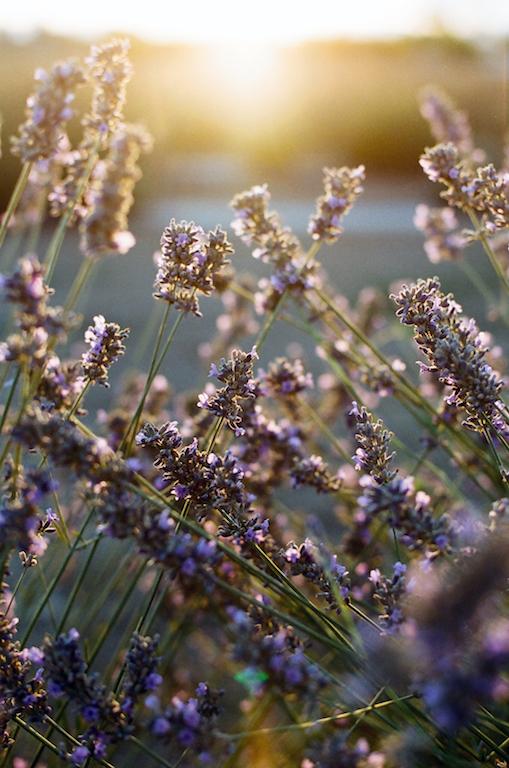 Lavender & Frankincense Hydrating Mist