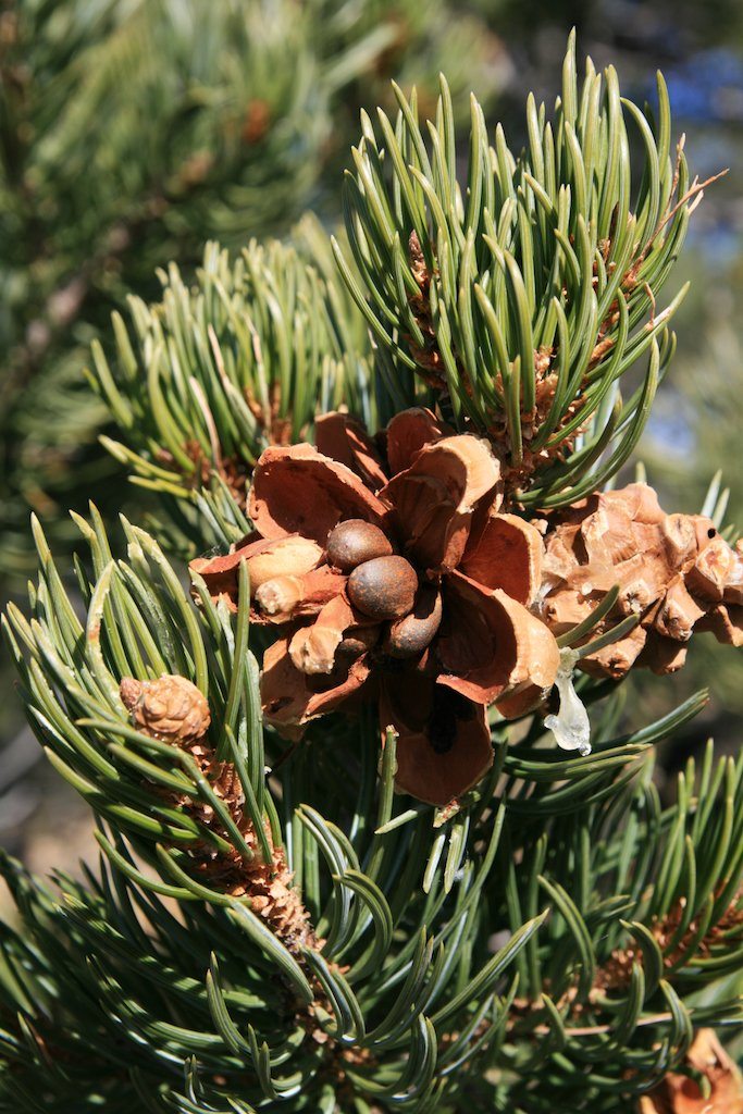 Pinyon Pine Hydrating Mist