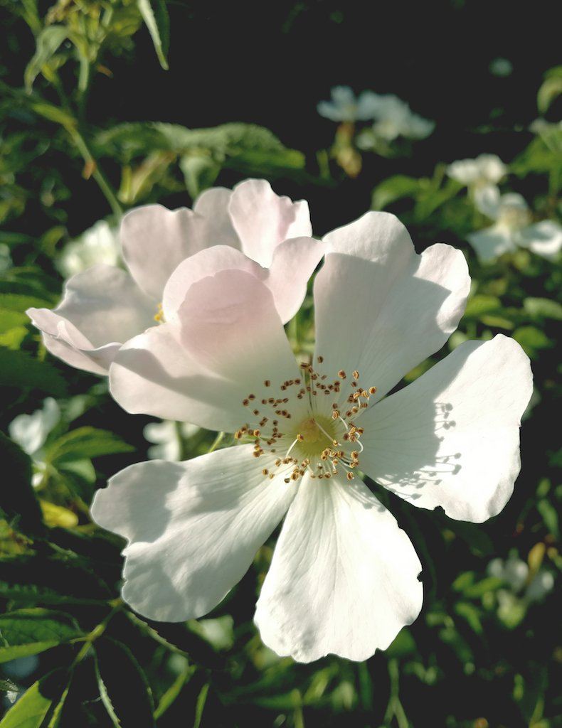 Wild Desert Rose Hydrating Mist