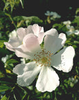 Wild Desert Rose Hydrating Mist