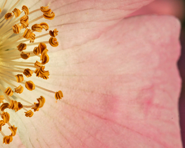 Organic Rose Phyto³