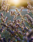 Lavender & Frankincense Hydrating Mist